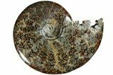 Polished Ammonite (Cleoniceras) Fossil - Madagascar #185511-1